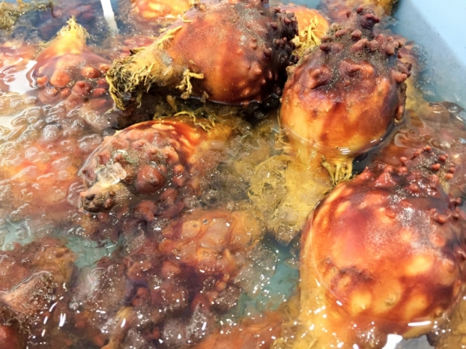 こばやしとほんだのゆるっと座談会 vol.1 テーマ「気仙沼の食」