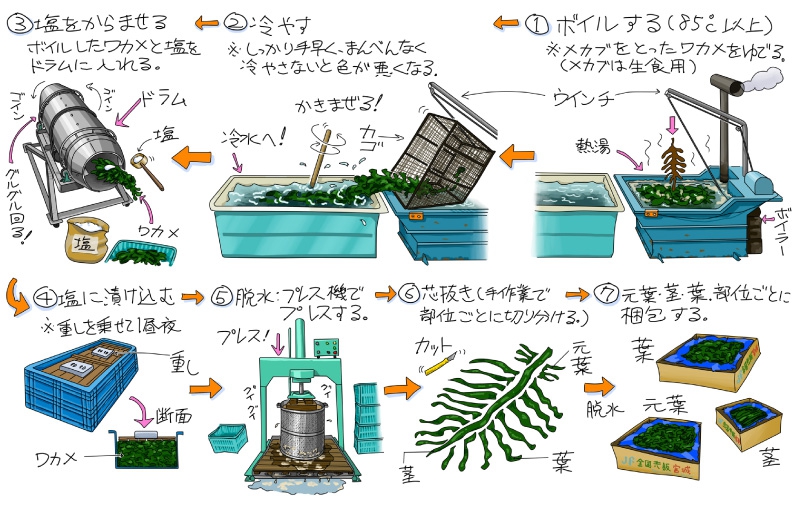 春はわかめ、青々と茹で上がるめかぶを。