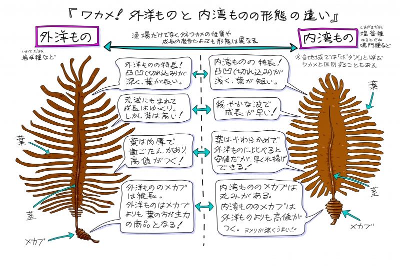 春はわかめ、青々と茹で上がるめかぶを。